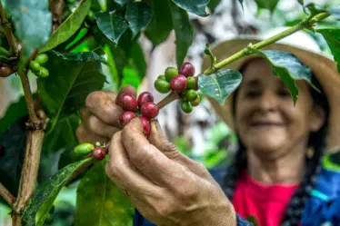 Café de Finca Colombiana