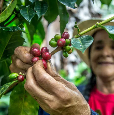 Café de Finca Colombiana